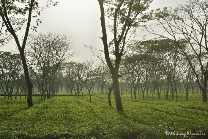 Tea plantation in Jalpaiguri
